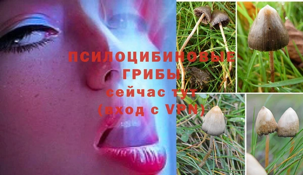 индика Абаза